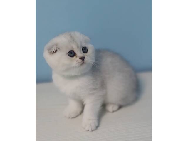 Шотландська висловуха. - Фото 1