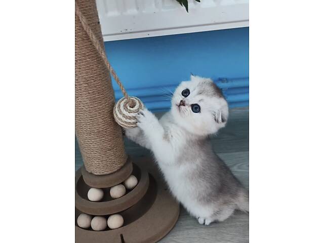 Шотландська висловуха. - Фото 2