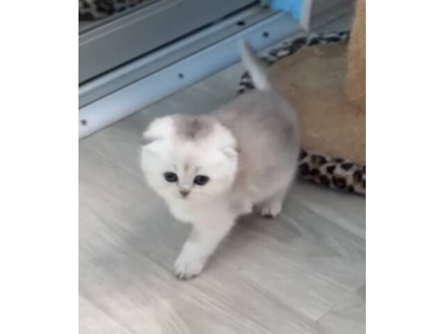 Шотландська висловуха. - Фото 3