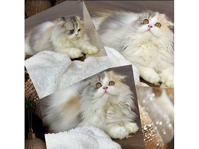 Шотландська висловуха - Фото 2