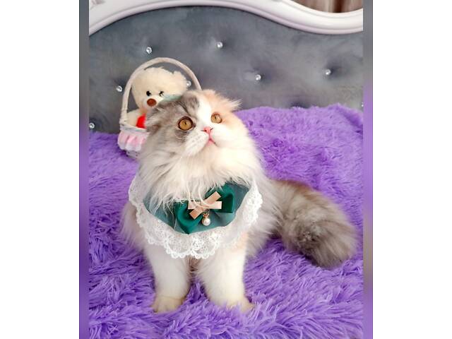 Шотландська висловуха - Фото 2