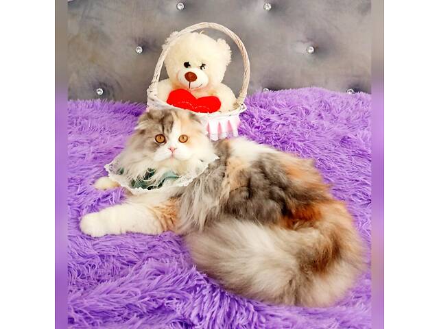 Шотландська висловуха - Фото 4