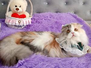 Шотландська висловуха