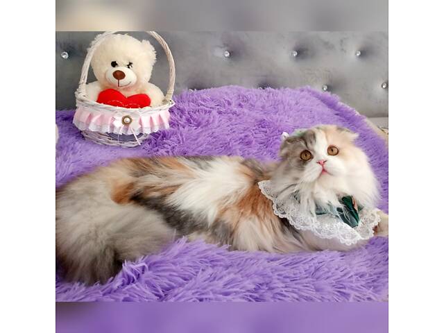 Шотландська висловуха - Фото 1