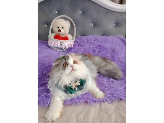 Шотландська висловуха - Фото 3