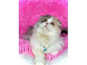 Шотландська висловуха