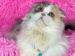 Шотландська висловуха