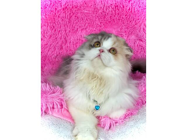 Шотландська висловуха - Фото 1