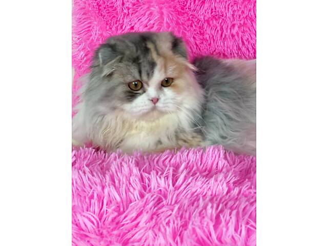 Шотландська висловуха - Фото 2