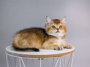 Шотландська золота шиншила.