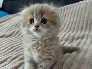 Шотландське кошеня (дівчинка)