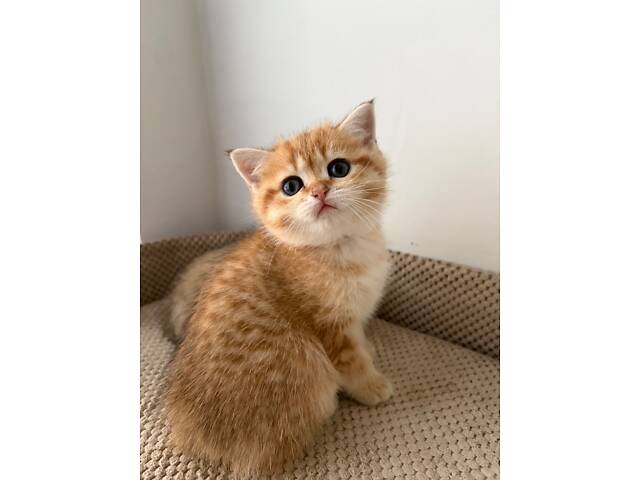 Шотландські кошенята золота шиншила - Фото 5