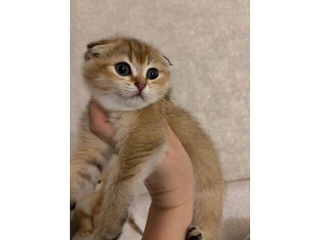 Шотландські кошенята золота шиншила - Фото 7