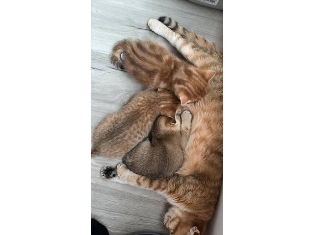 Шотландські кошенята золота шиншила - Фото 4