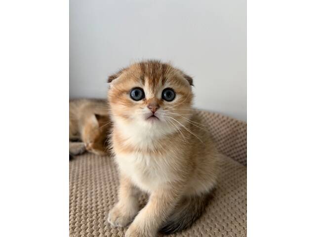 Шотландські кошенята золота шиншила - Фото 6
