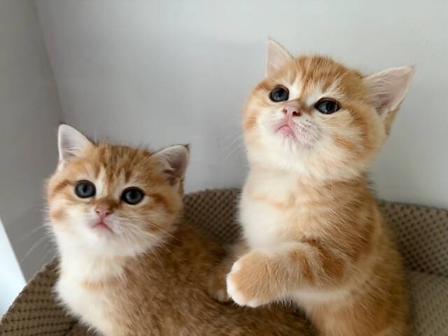 Шотландські кошенята золота шиншила - Фото 1