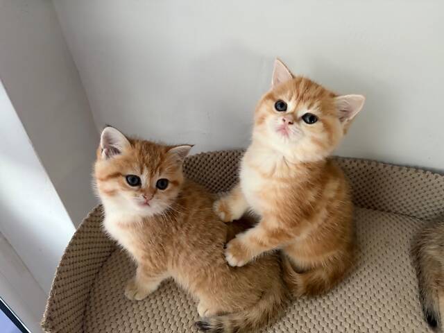 Шотландські кошенята золота шиншила - Фото 2