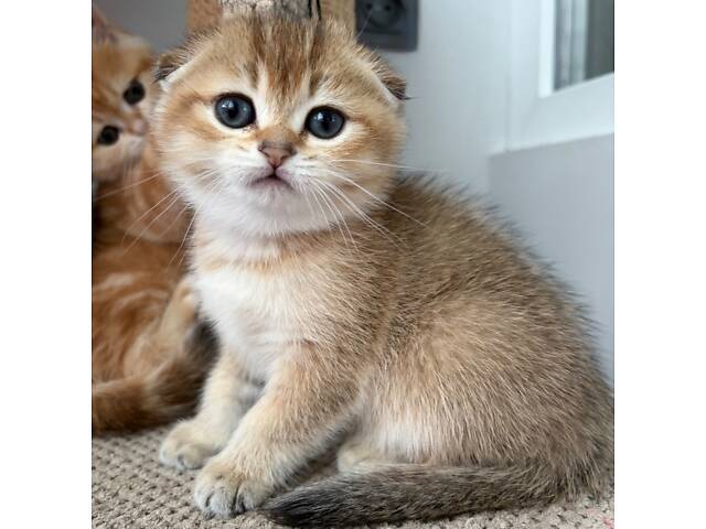 Шотландські кошенята золота шиншила - Фото 3