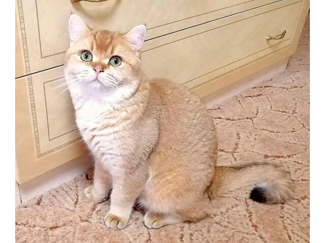 Шотландські кошенята золота шиншила - Фото 8