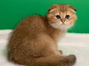 Шотландські кошенята.