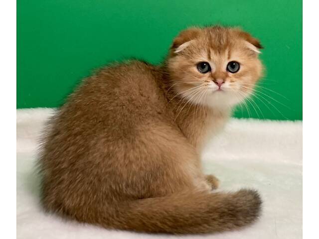 Шотландські кошенята. - Фото 1