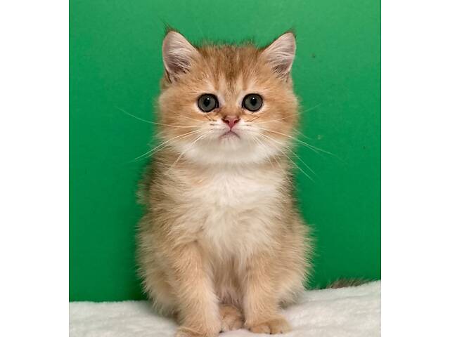 Шотландські кошенята. - Фото 2