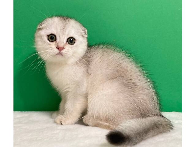 Шотландські кошенята. - Фото 3