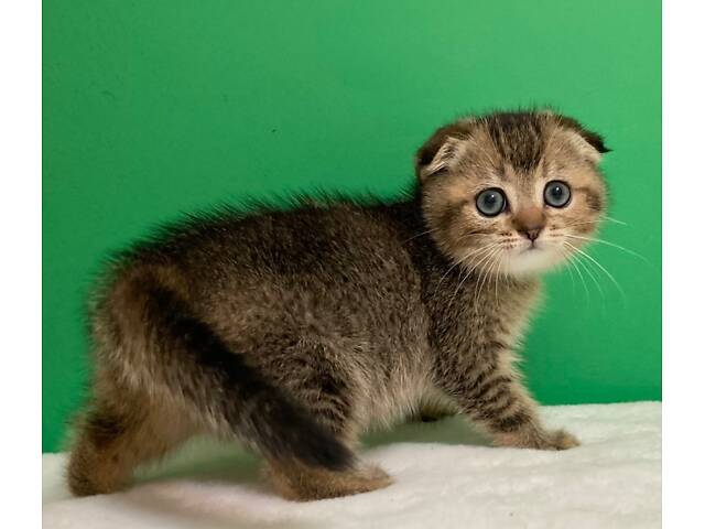 Шотландські кошенята. - Фото 4