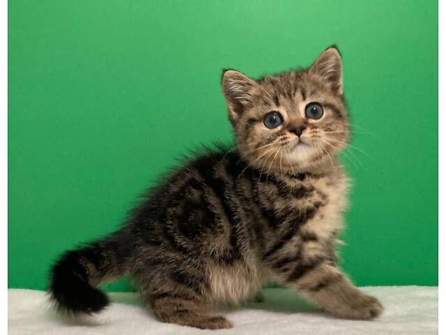 Шотландські кошенята. - Фото 5