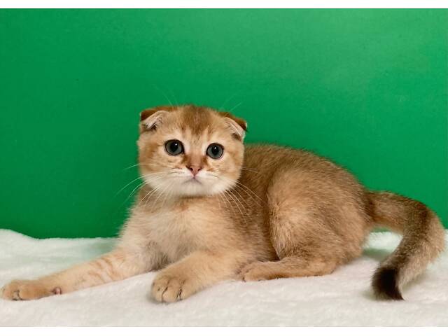 Шотландські кошенята. - Фото 6