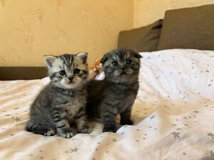 Шотландські кошенята