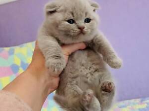 Шотландські кошенята