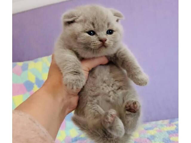 Шотландські кошенята - Фото 1