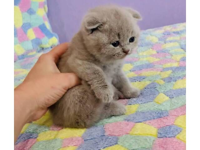 Шотландські кошенята - Фото 2