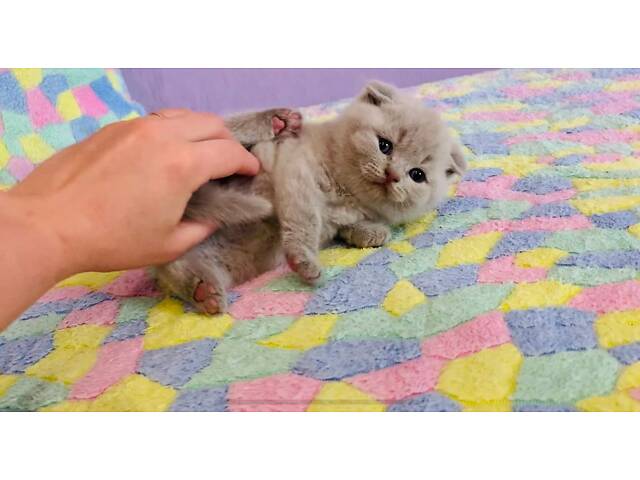 Шотландські кошенята - Фото 3