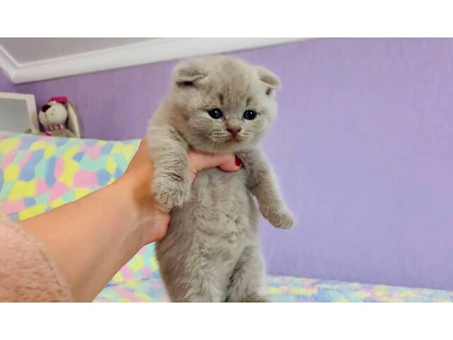 Шотландські кошенята - Фото 4