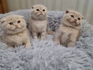 Шотландські висловухі коти