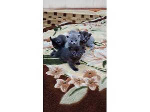 Шотландські висловухі кошенята