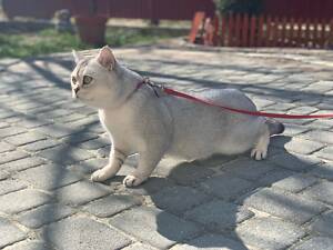 Шотландский кот серебристая шиншилла для вязки.