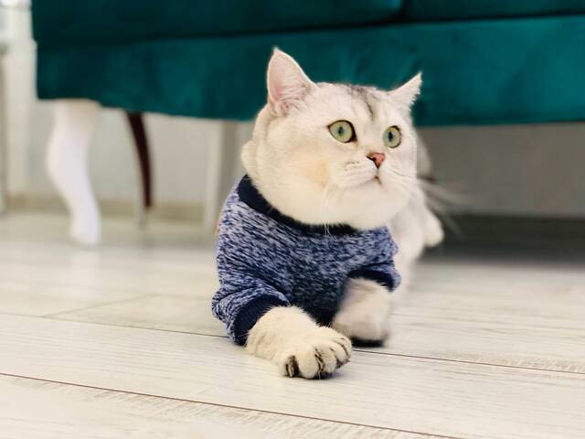 Шотландський кіт срібна шиншила для в'язки. - Фото 2