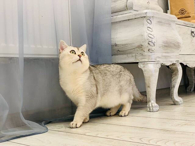 Шотландський кіт срібна шиншила для в'язки. - Фото 3