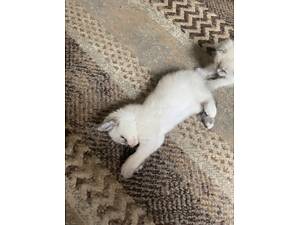 Шотландские котята - две девочки