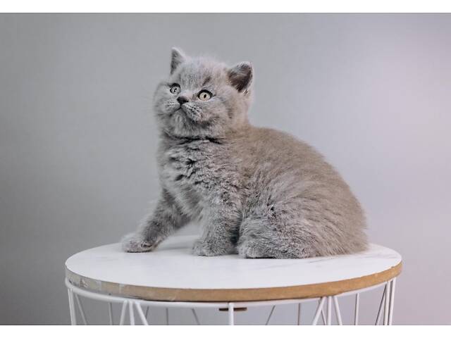 Шотландський хлопчик. - Фото 2