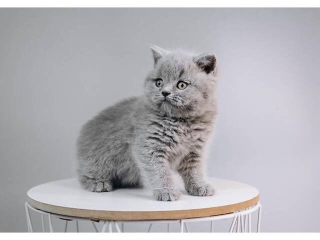 Шотландський хлопчик. - Фото 3