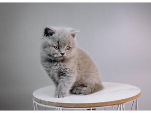 Шотландський хлопчик.