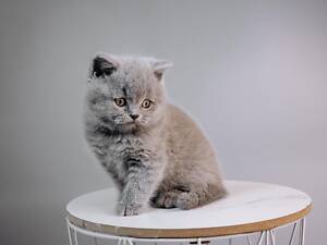 Шотландський хлопчик.