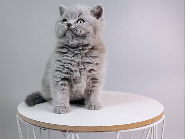 Шотландський хлопчик. - Фото 4