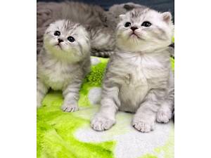 Шотланська Хайленд Фолд