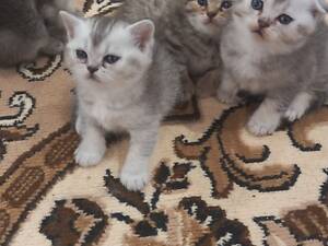 Шотландські кошенята