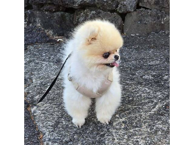 Шпіц малюк в сім'ю в добрі руки. - Фото 2